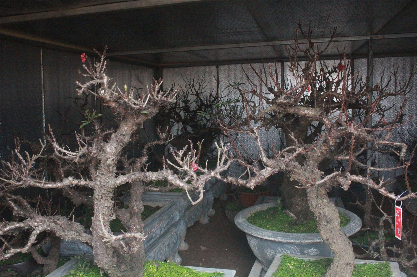 Người chế ngự đào tiến vua ảnh 1