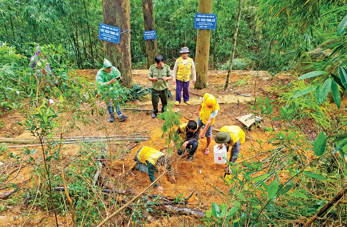 Bí ẩn linh mộc tụ khí thiêng Yên Tử ảnh 1