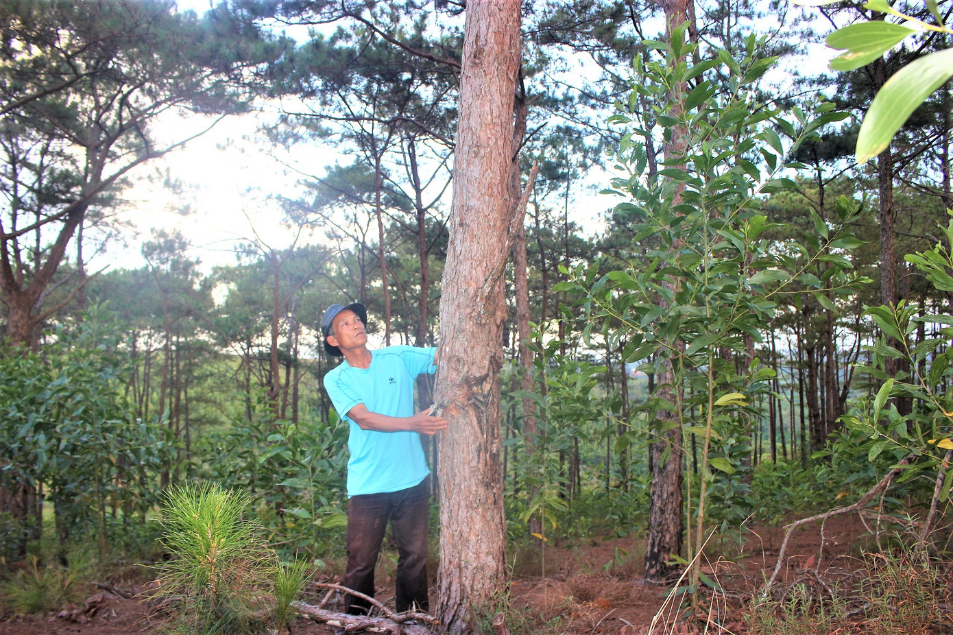 Tạ lỗi với rừng ảnh 1