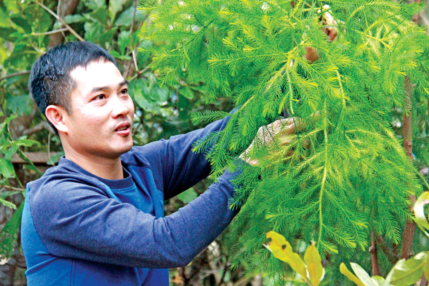 Bí ẩn linh mộc tụ khí thiêng Yên Tử ảnh 3