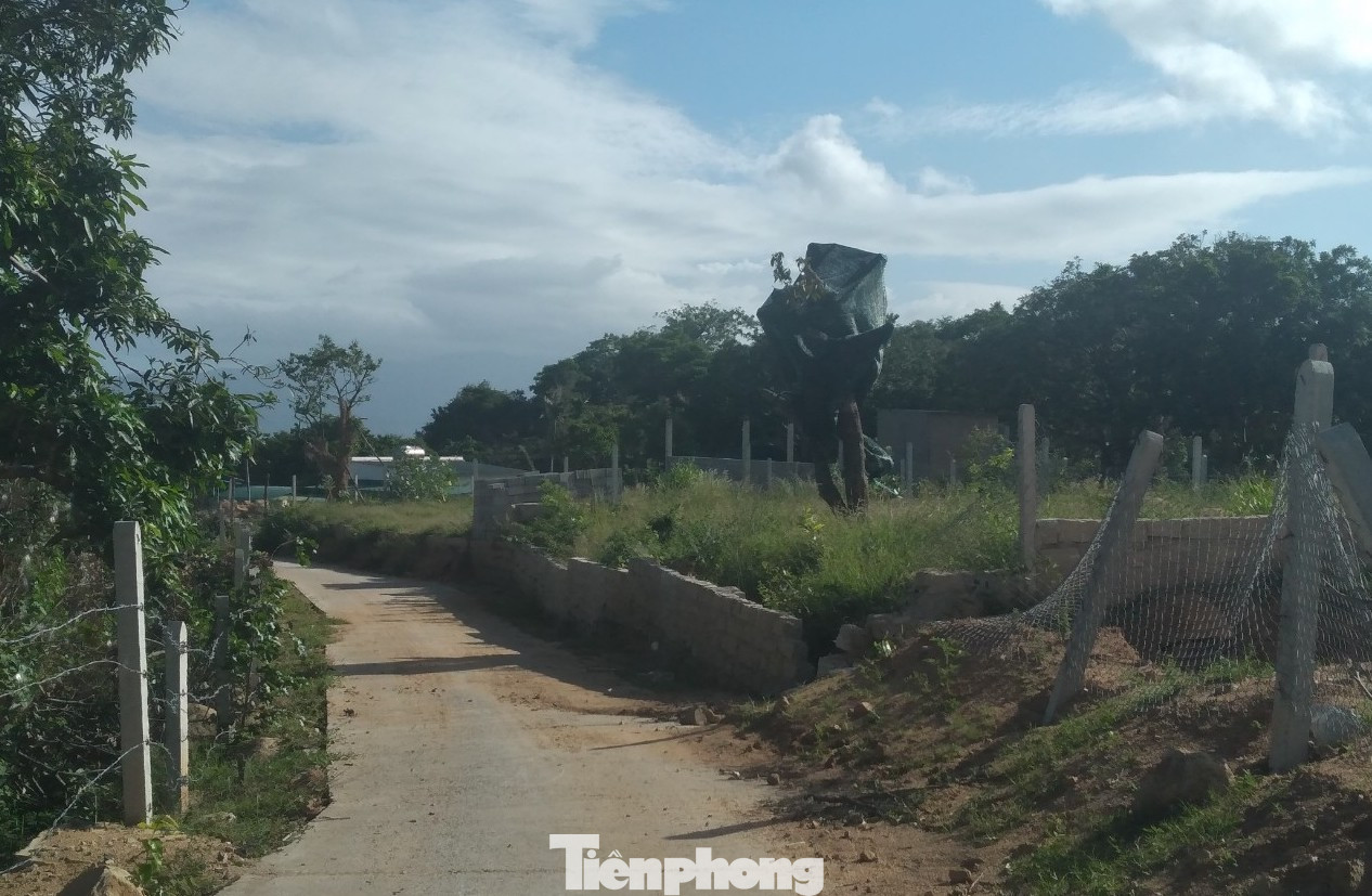 Khánh Hoà: Núi Hòn Rồng tiếp tục bị 'cày xới' để xây dựng trái phép ảnh 6