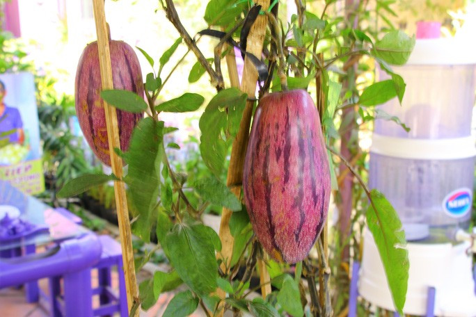 Đầu năm, ghé thăm nhà lão nông có sở thích màu tím 'quái lạ'! ảnh 8