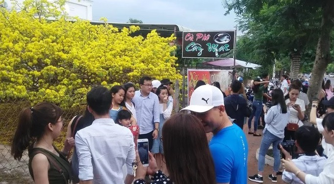 Dòng người lại bất ngờ đổ về thị trấn Gia Ray xem cây mai cổ 'bật dậy' ảnh 3