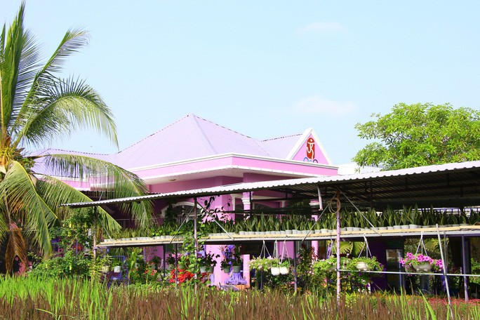 Đầu năm, ghé thăm nhà lão nông có sở thích màu tím 'quái lạ'! ảnh 1