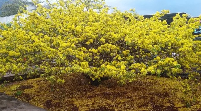 Dòng người lại bất ngờ đổ về thị trấn Gia Ray xem cây mai cổ 'bật dậy' ảnh 1