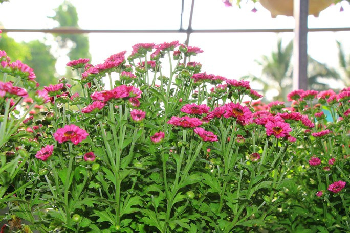 Đầu năm, ghé thăm nhà lão nông có sở thích màu tím 'quái lạ'! ảnh 9