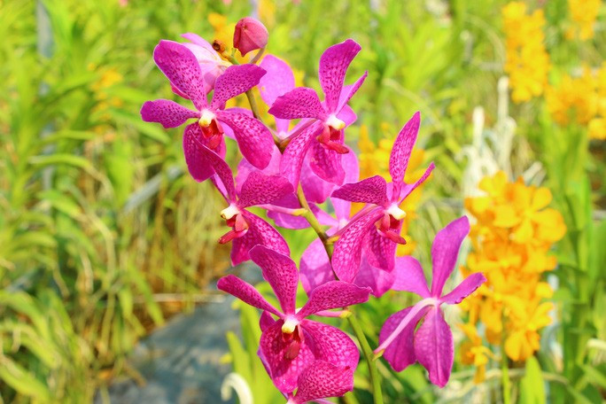 Đầu năm, ghé thăm nhà lão nông có sở thích màu tím 'quái lạ'! ảnh 10