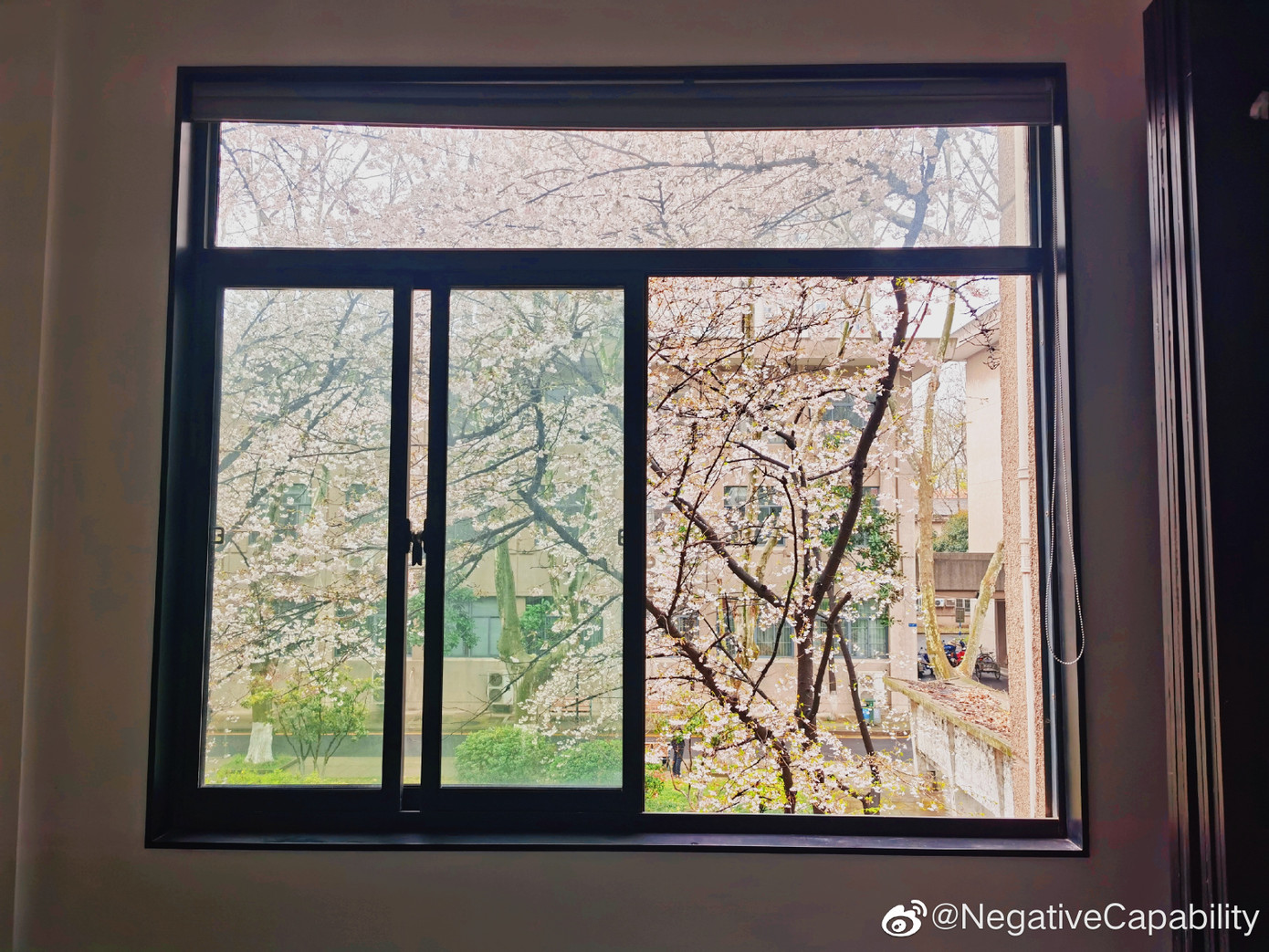 “Lớp học hoa anh đào” đẹp như phim trường hot nhất mạng xã hội ảnh 10