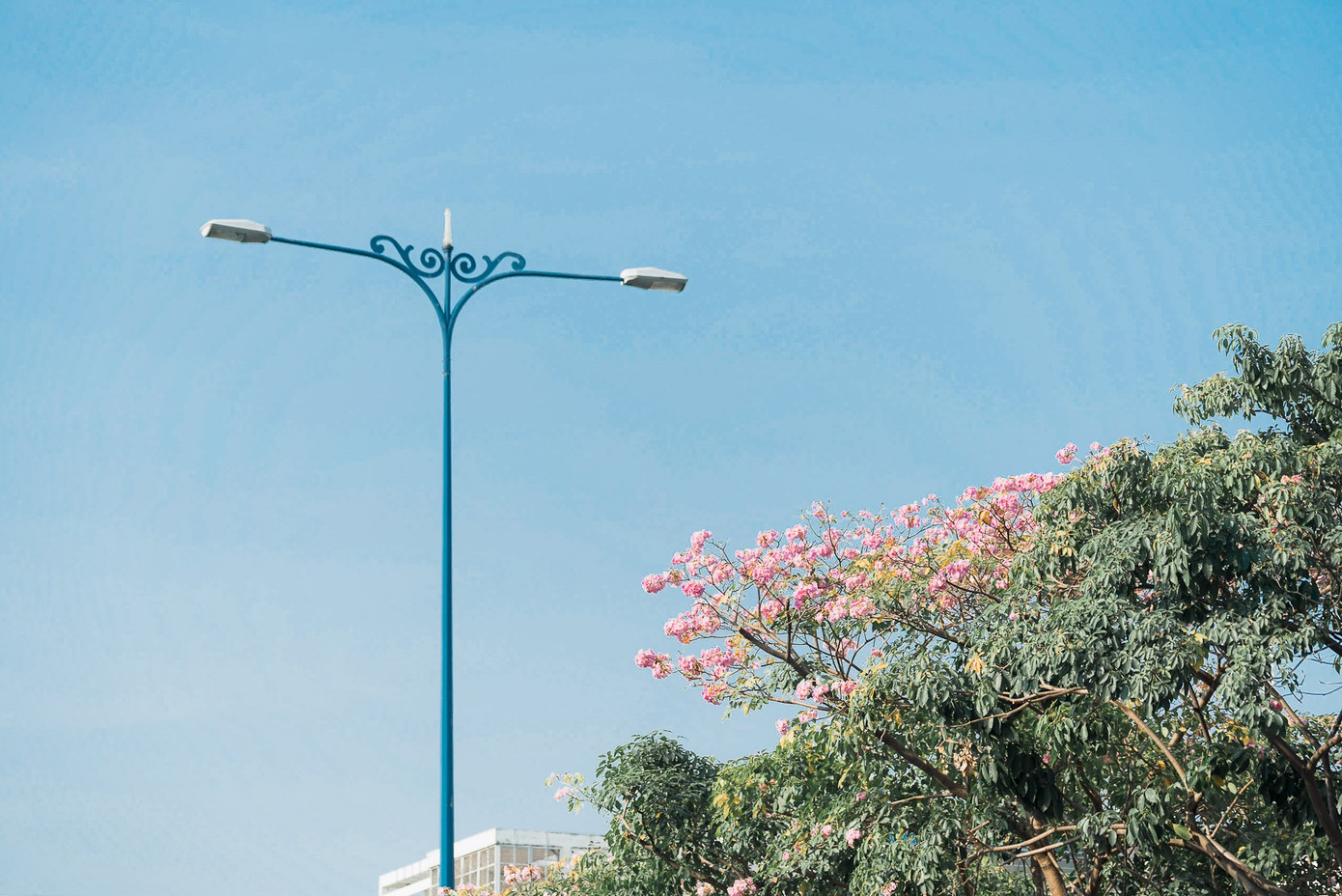 Hẹn hò Sài Gòn: Hoa kèn hồng nở sớm rực rỡ một khoảng trời, đẹp tựa như một thước phim ảnh 7