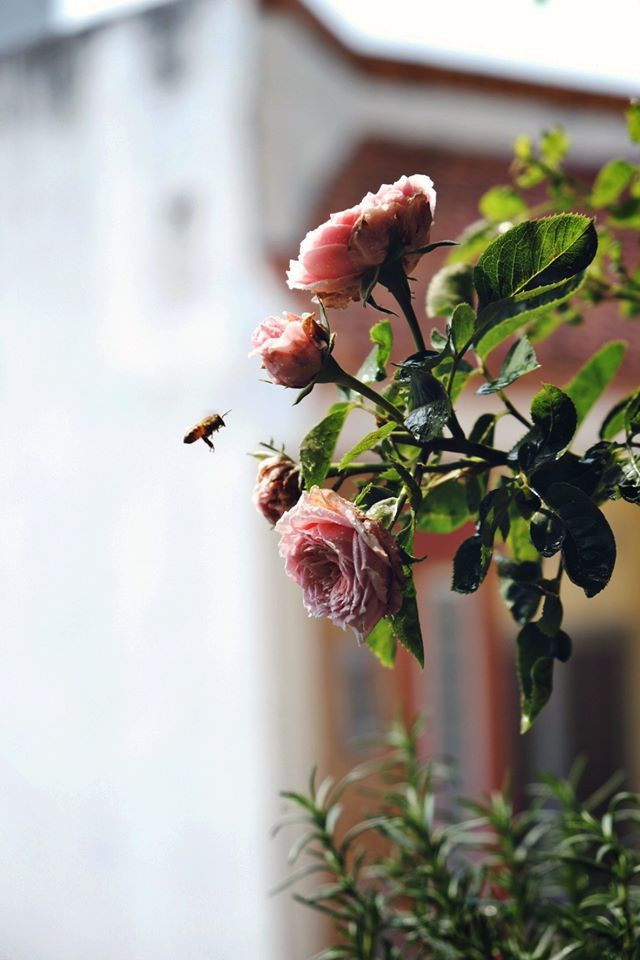 Thà rằng mình cứ giận nhau mãi, còn hơn là cậu ra đi - Ảnh: Đức Huy Cuộc thi viết Trà sữa cho tâm hồn: Lá thư gửi cậu lúc hai giờ sáng ảnh 2