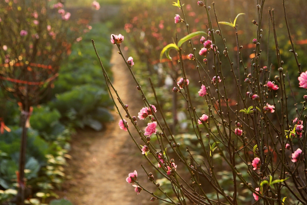 “Con ơi, Tết này ở lại đừng về. Dù ở đâu, gia đình mình bình an là thấy Tết!” ảnh 3