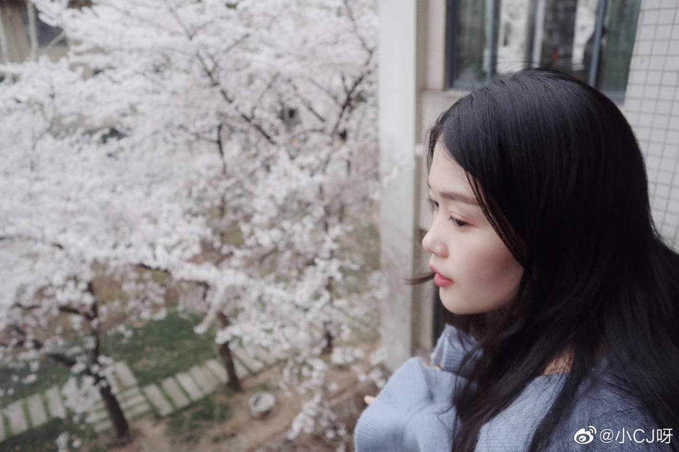 “Lớp học hoa anh đào” đẹp như phim trường hot nhất mạng xã hội ảnh 6