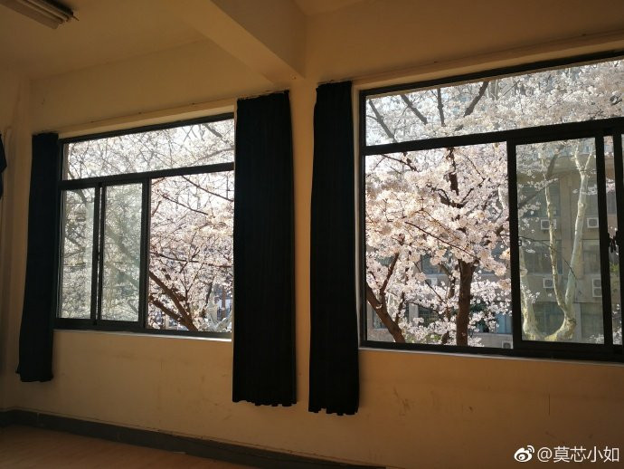 “Lớp học hoa anh đào” đẹp như phim trường hot nhất mạng xã hội ảnh 9