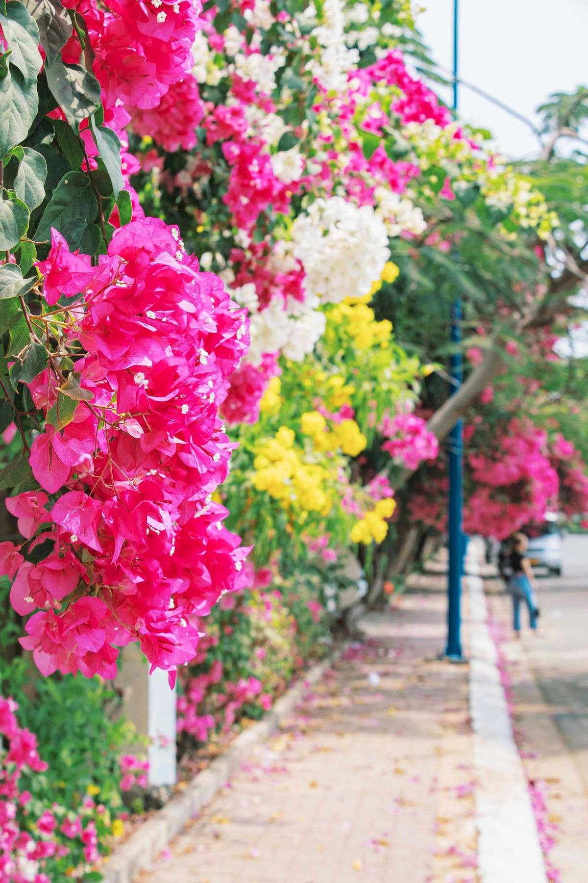 Teen Vũng Tàu hẹn hò nhau đi chụp hình check-in tại con đường hoa giấy đẹp ná thở ảnh 4