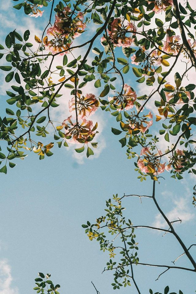 Cuộc thi viết Trà sữa cho tâm hồn: Hôm nay tớ nhặt lại vương miện của chính mình ảnh 1