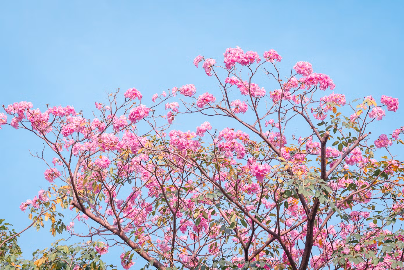 Hẹn hò Sài Gòn: Hoa kèn hồng nở sớm rực rỡ một khoảng trời, đẹp tựa như một thước phim ảnh 6