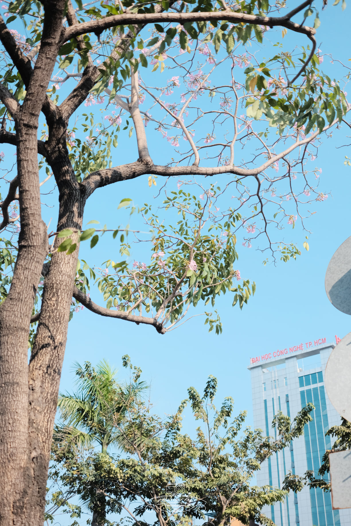 Hẹn hò Sài Gòn: Hoa kèn hồng nở sớm rực rỡ một khoảng trời, đẹp tựa như một thước phim ảnh 4