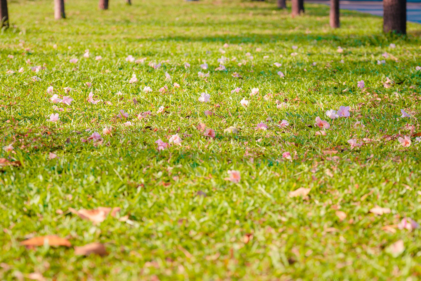 Hẹn hò Sài Gòn: Hoa kèn hồng nở sớm rực rỡ một khoảng trời, đẹp tựa như một thước phim ảnh 3