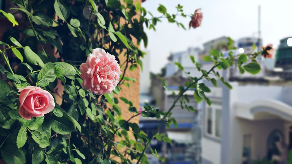 Cuộc thi viết Trà sữa cho tâm hồn: Hôm nay tớ nhặt lại vương miện của chính mình ảnh 3