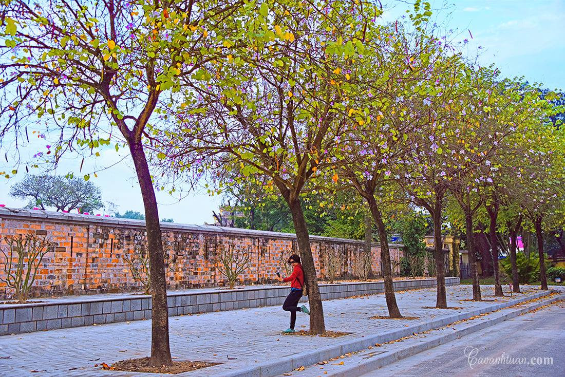 Hà Nội: Rủ bạn thân, gà bông chụp ngay bộ ảnh trên con đường hoa ban tím đẹp mơ màng ảnh 7