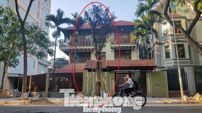 Vụ chủ biệt thự tự ý chặt cây, lát vỉa hè trái phép: Sai phạm vẫn ‘chình ình’ ảnh 2