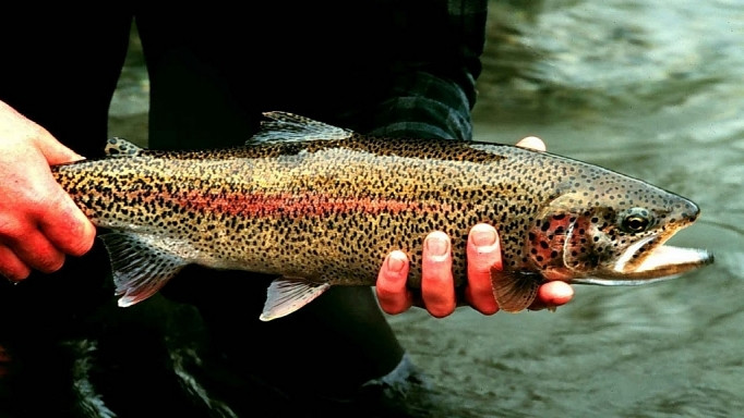 Độc đáo bonsai dừa tạo hình con trâu đón Tết Tân Sửu 2021 ảnh 11