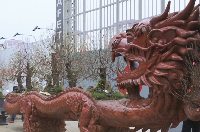 Thị trường hoa, cây cảnh Tết: Đào Nhật Tân đẹp, vẫn lo ảnh 5 Thị trường hoa, cây cảnh Tết: Đào Nhật Tân đẹp, vẫn lo ảnh 5