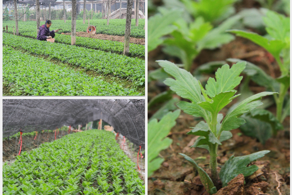 Người dân làng Tây Tựu phấn khởi vì giá hoa 'hồi sinh' ảnh 15