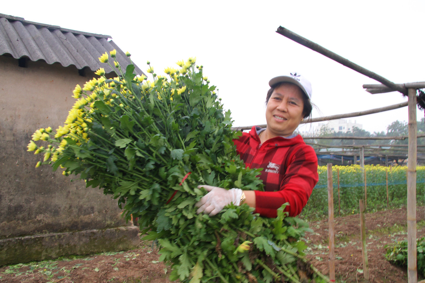 Người dân làng Tây Tựu phấn khởi vì giá hoa 'hồi sinh' ảnh 7