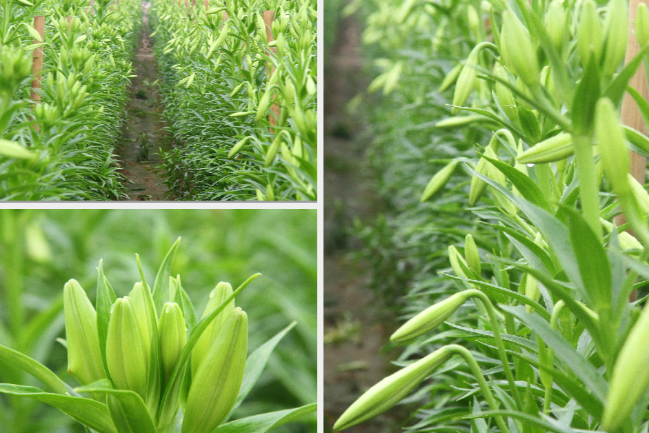 Người dân làng Tây Tựu phấn khởi vì giá hoa 'hồi sinh' ảnh 13