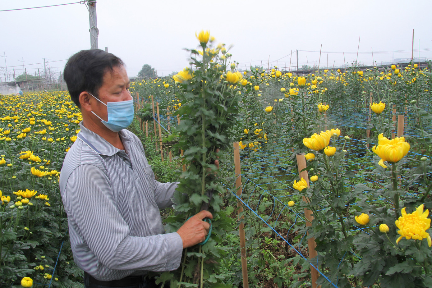 Người dân làng Tây Tựu phấn khởi vì giá hoa 'hồi sinh' ảnh 2