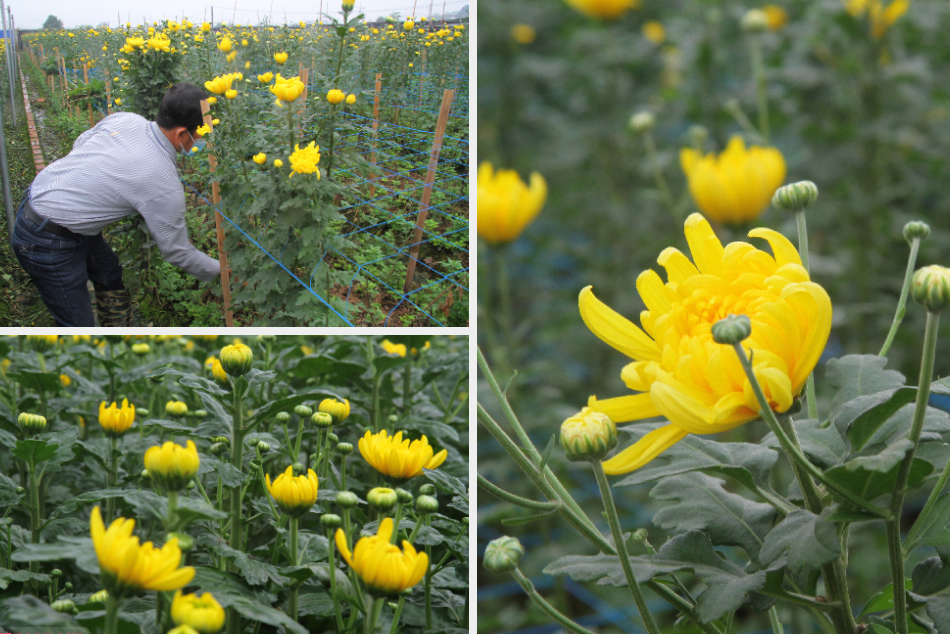 Người dân làng Tây Tựu phấn khởi vì giá hoa 'hồi sinh' ảnh 10