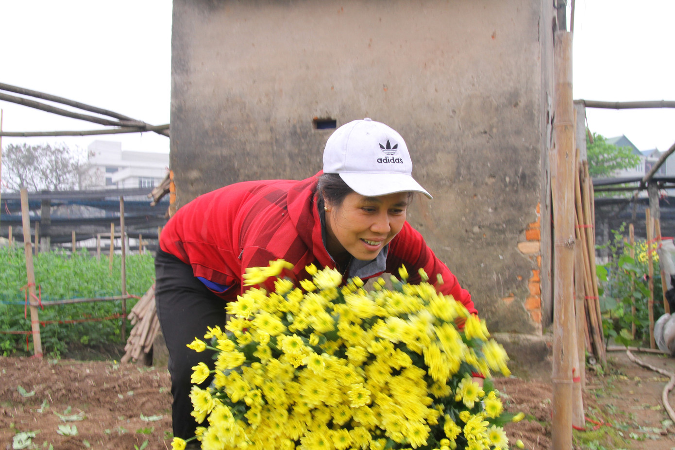 Người dân làng Tây Tựu phấn khởi vì giá hoa 'hồi sinh' ảnh 8