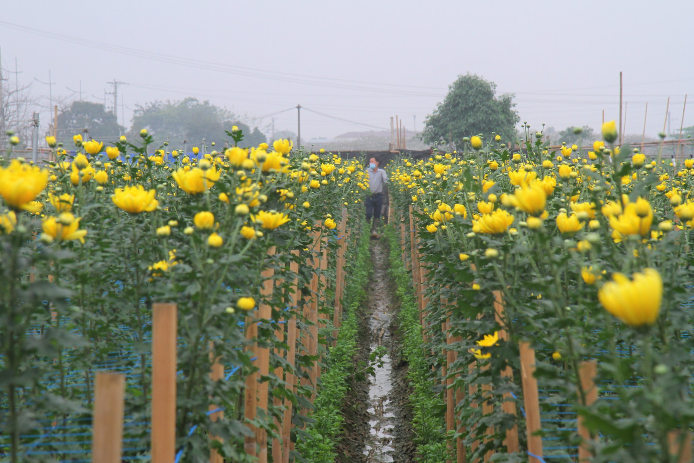 Người dân làng Tây Tựu phấn khởi vì giá hoa 'hồi sinh' ảnh 1