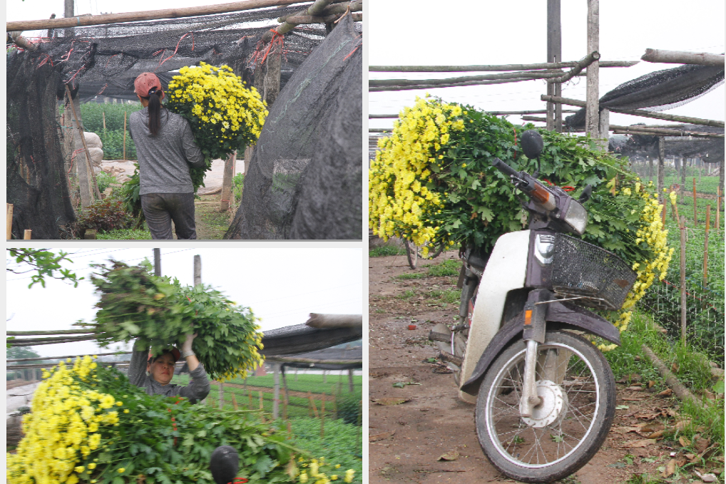 Người dân làng Tây Tựu phấn khởi vì giá hoa 'hồi sinh' ảnh 11