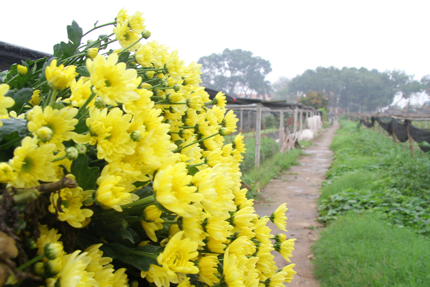 Người dân làng Tây Tựu phấn khởi vì giá hoa 'hồi sinh' ảnh 9