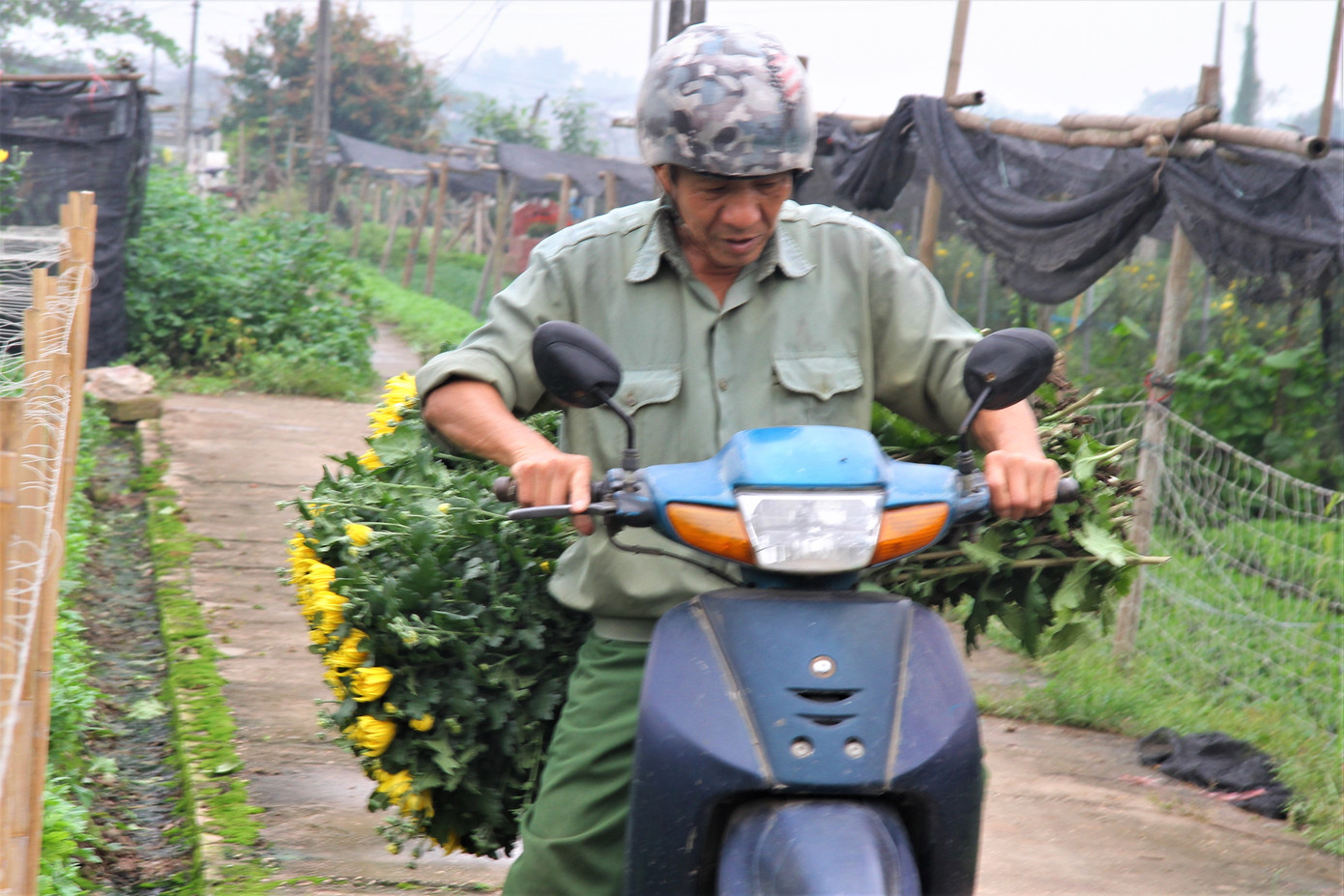 Người dân làng Tây Tựu phấn khởi vì giá hoa 'hồi sinh' ảnh 6