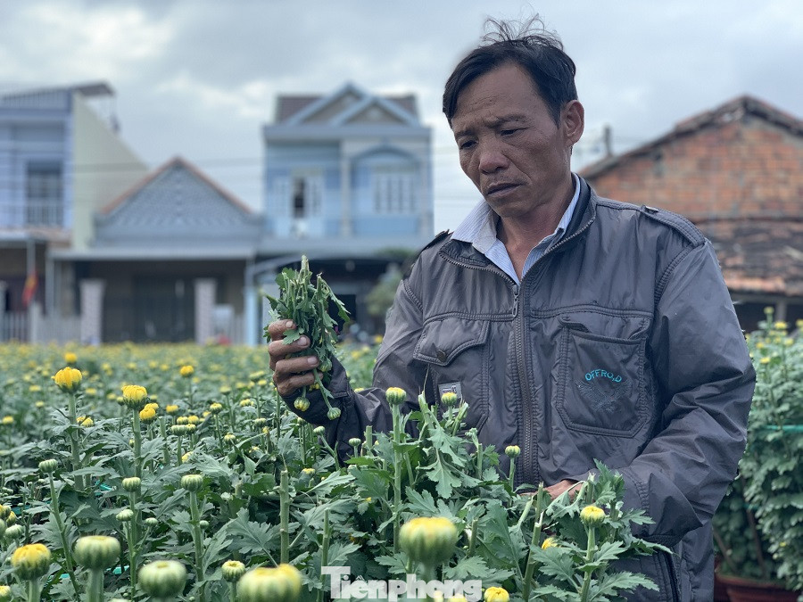 Hàng trăm chậu hoa cúc của nông dân ở Quảng Ngãi bị đập phá trong đêm ảnh 1