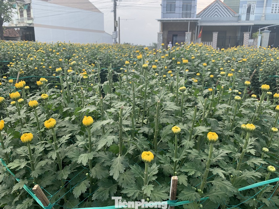 Hàng trăm chậu hoa cúc của nông dân ở Quảng Ngãi bị đập phá trong đêm ảnh 2