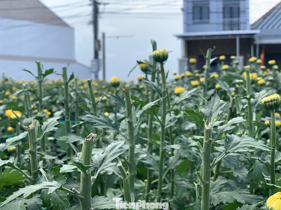 Hàng trăm chậu hoa cúc của nông dân ở Quảng Ngãi bị đập phá trong đêm ảnh 3