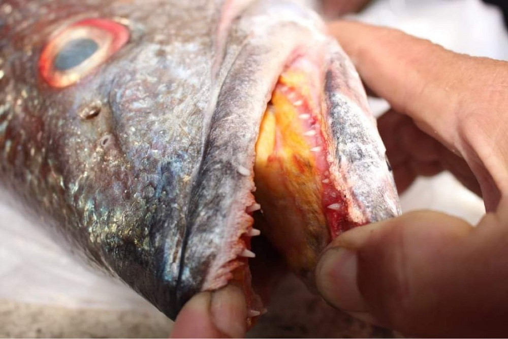 Ngư dân Quảng Ngãi bắt được cá lạ, nghi cá sủ vàng quý hiếm ảnh 2