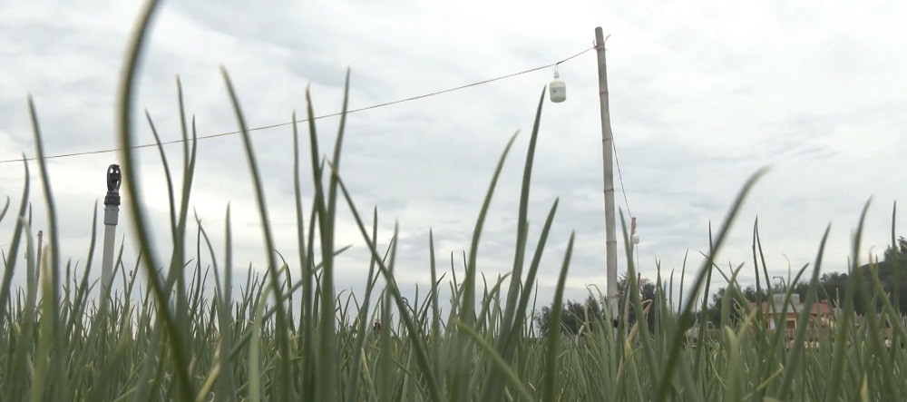 Đèn bẫy bướm trên 'thủ phủ' hành tím ở Lý Sơn sáng rực như sao trời về đêm ảnh 5