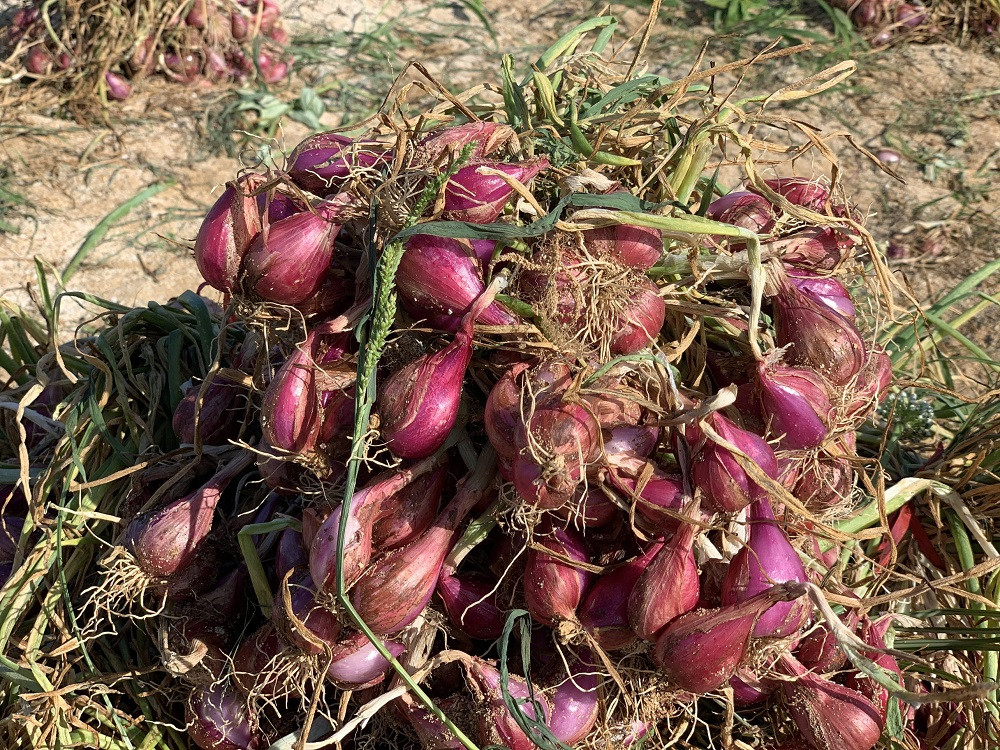 Đèn bẫy bướm trên 'thủ phủ' hành tím ở Lý Sơn sáng rực như sao trời về đêm ảnh 9