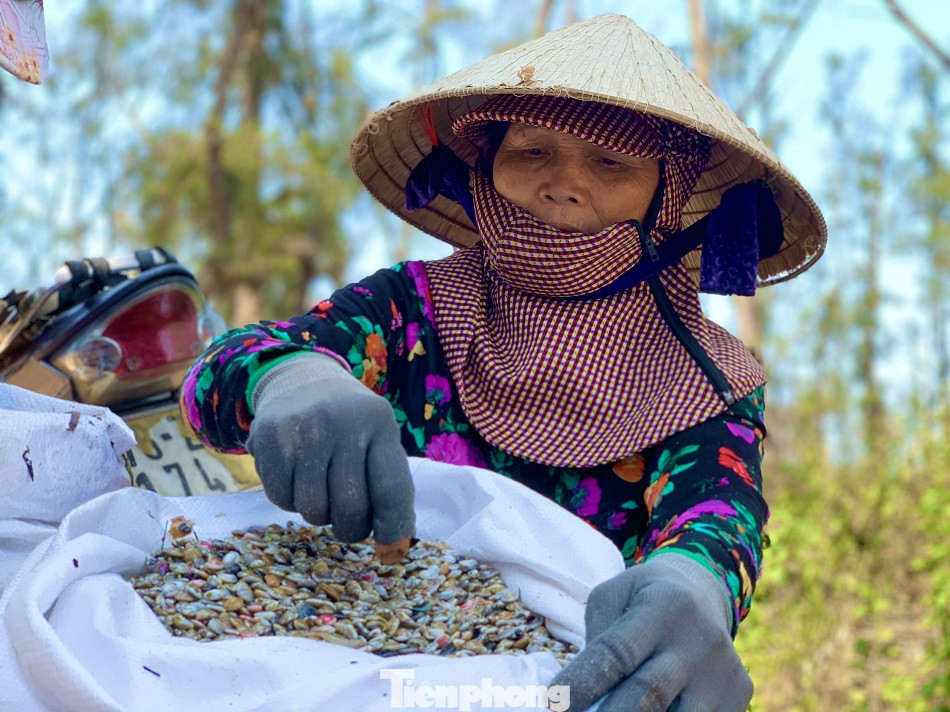 Ngư dân bỏ túi tiền triệu mỗi ngày nhờ cào ‘lộc biển’ ảnh 10