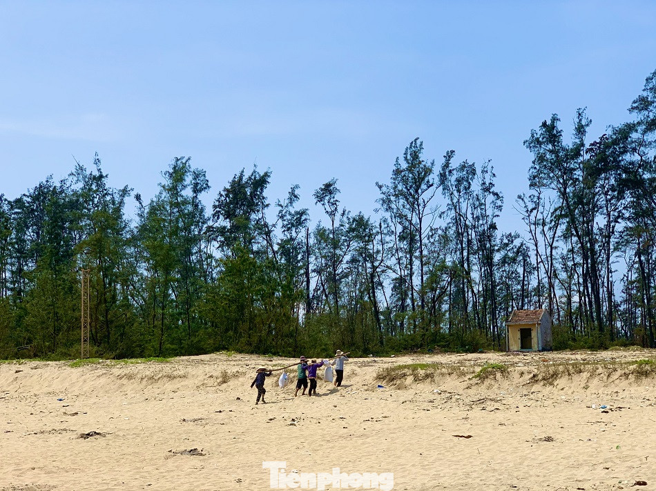 Ngư dân bỏ túi tiền triệu mỗi ngày nhờ cào ‘lộc biển’ ảnh 12