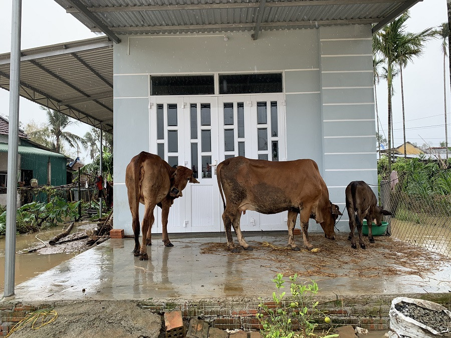 Quảng Ngãi: Sơ tán hơn hàng nghìn người dân ra khỏi vùng ngập sâu do mưa lũ ảnh 7