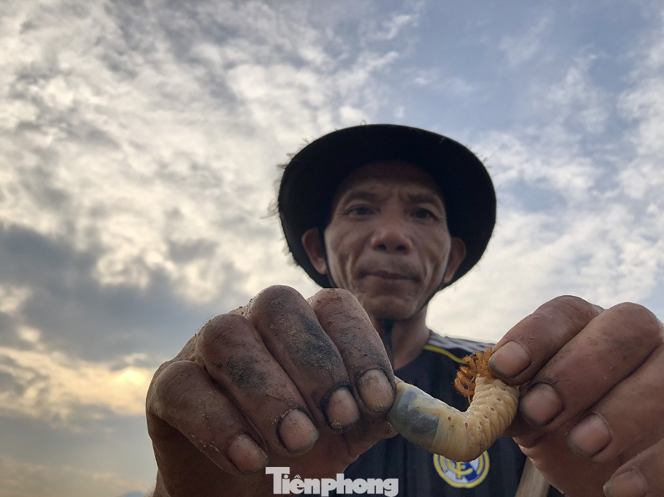 Săn loài 'hải sâm' trên bãi bồi, người dân kiếm tiền triệu mỗi ngày ảnh 11