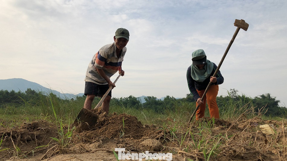 Săn loài 'hải sâm' trên bãi bồi, người dân kiếm tiền triệu mỗi ngày ảnh 3