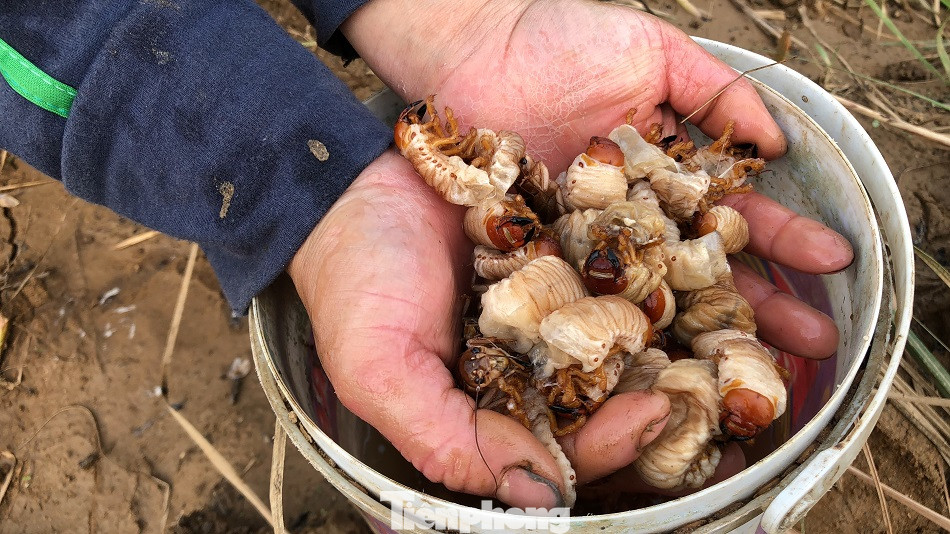 Săn loài 'hải sâm' trên bãi bồi, người dân kiếm tiền triệu mỗi ngày ảnh 9