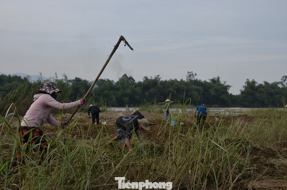 Săn loài 'hải sâm' trên bãi bồi, người dân kiếm tiền triệu mỗi ngày ảnh 2
